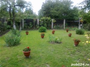 plante ornamentale ptr.amenajari exterioare (YUCCA, LEANDRII,) - imagine 8