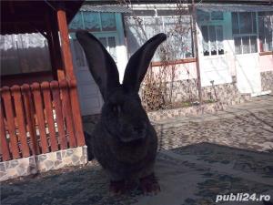 Vand iepuri Urias German - imagine 7 Vand iepuri Urias German - imagine 7