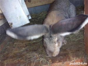 Vand iepuri Urias German - imagine 8 Vand iepuri Urias German - imagine 8