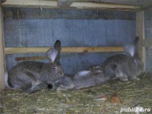 Vand iepuri Urias German - imagine 10 Vand iepuri Urias German - imagine 10