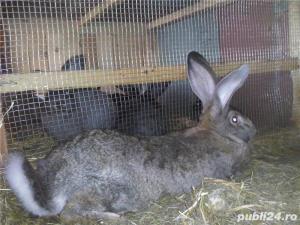 Vand iepuri Urias German - imagine 13 Vand iepuri Urias German - imagine 13