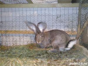 Vand iepuri Urias German - imagine 11 Vand iepuri Urias German - imagine 11