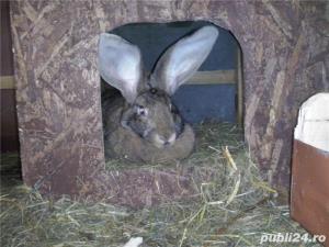 Vand iepuri Urias German