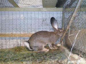 Vand iepuri Urias German - imagine 15 Vand iepuri Urias German - imagine 15