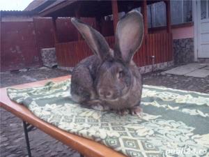 Vand iepuri Urias German - imagine 17 Vand iepuri Urias German - imagine 17