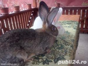 Vand iepuri Urias German - imagine 18 Vand iepuri Urias German - imagine 18