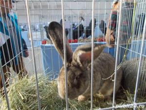 Vand iepuri Urias German - imagine 9