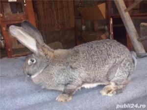 Vand  iepuri  Urias  German  Gri - imagine 9