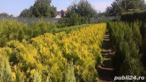 Thuja orientalis Pyramidalis Aurea