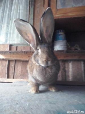 Iepuri urias German  gri