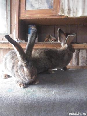 Iepuri urias German  gri - imagine 11