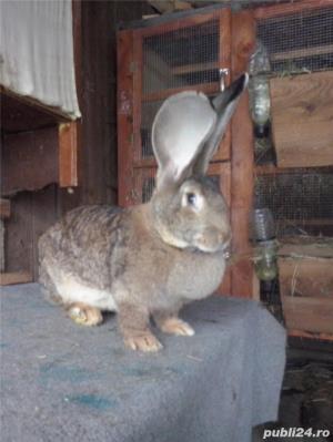 Iepuri urias German  gri - imagine 12