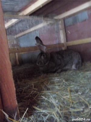 Iepuri urias German  gri - imagine 19