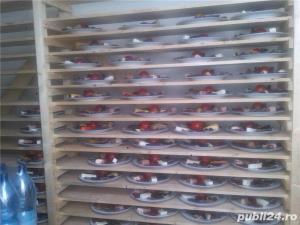 Transport frigo!!! - imagine 2