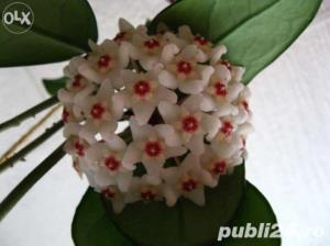 Hoya Carnosa (floarea de ceara) - imagine 2