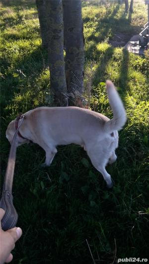 Transport Caini si Pisici Autorizat din Romania catre Anglia - imagine 2