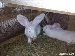 Vand iepuri Urias German - imagine 10