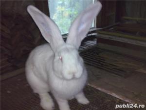 Vand iepuri Urias German - imagine 6