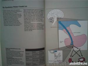 Prostate cancer emphasis and new treatment modalities Voogt , Soloway 1985 - imagine 11