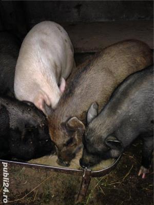 Porci vietnamezi  Olt