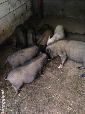 Porci vietnamezi  Olt - imagine 3