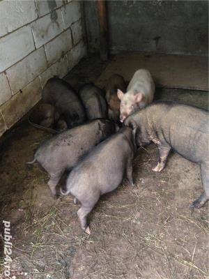 Porci vietnamezi  Olt - imagine 4