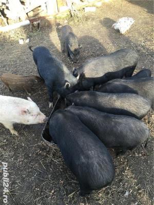 Porci vietnamezi  Olt - imagine 8