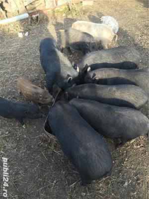 Porci vietnamezi  Olt - imagine 9