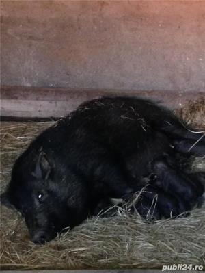 Porci vietnamezi  Olt - imagine 10