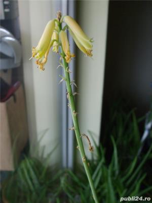 Vand plante Aloe Vera  