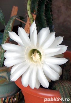 cactus ce infloreste in fiecare an in iunie-august