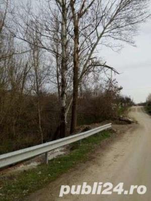 vand plute pe picior(netaiate)loc.Mitrofani,jud.Valcea - imagine 3