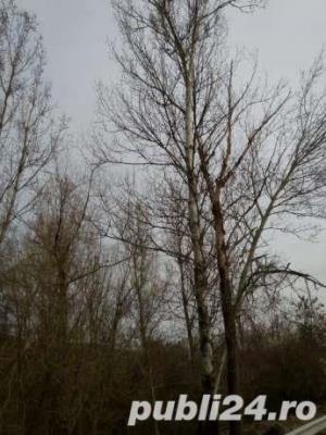 vand plute pe picior(netaiate)loc.Mitrofani,jud.Valcea - imagine 2