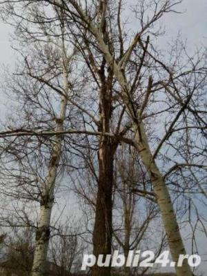 vand plute pe picior(netaiate)loc.Mitrofani,jud.Valcea - imagine 5