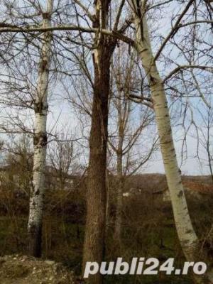 vand plute pe picior(netaiate)loc.Mitrofani,jud.Valcea - imagine 4