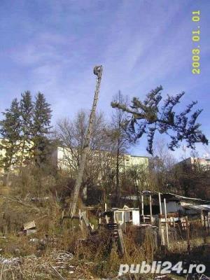 Taieri copaci periculosi CLUJ
