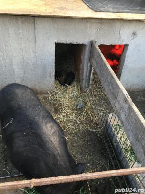 Porci vietnamezi  Olt - imagine 11