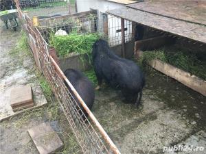 Porci vietnamezi  Olt - imagine 13