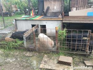 Porci vietnamezi  Olt - imagine 12