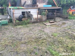 Porci vietnamezi  Olt - imagine 16