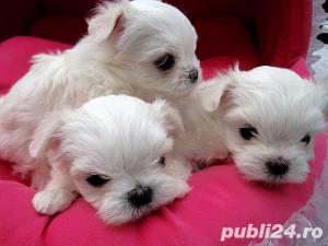 Catei Bichon Maltez Mini Toy - Cumpără în condiții de legalitate și siguranță  - imagine 2