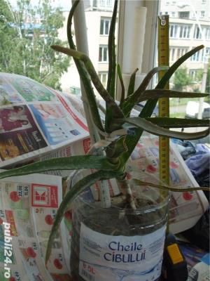 Vand plante Aloe Vera   - imagine 3