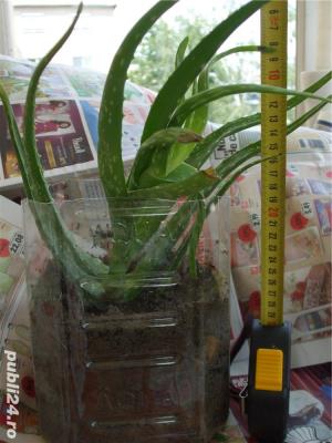Vand plante Aloe Vera   - imagine 4