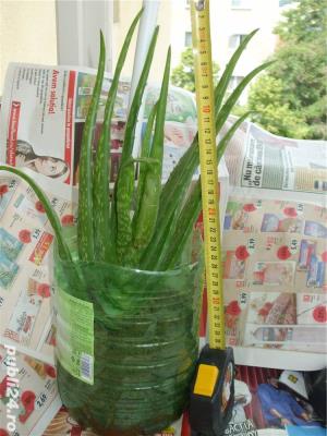 Vand plante Aloe Vera   - imagine 5