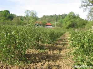 Fructe  si preparate ARONIA Eco -   - imagine 5