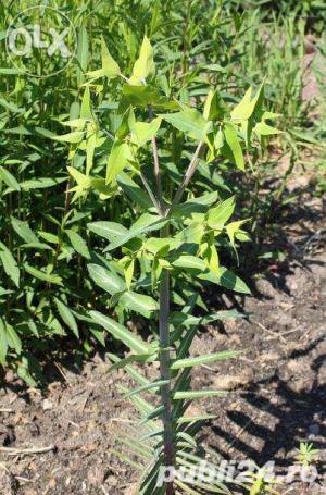 Planta anti cartita, contra cartitelor, sa scapam de cartita ecologic - imagine 4