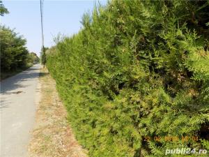 Tuia Orientalis-Biota - imagine 3