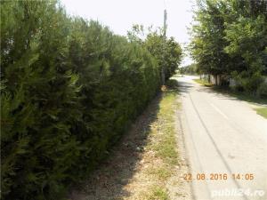 Tuia Orientalis-Biota - imagine 4