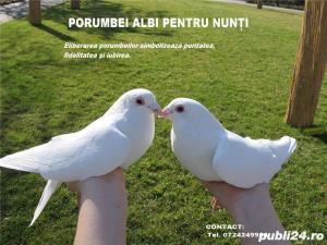 Porumbei albi pentru nunta