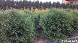 Tuia, ornamentali sau gard viu - imagine 9